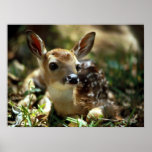 fawn posters