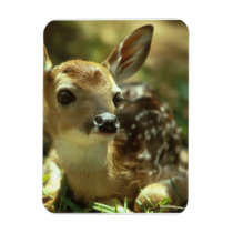 Fawn Premium Magnet