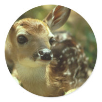 Fawn Stickers