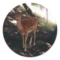 Fawn Stickers by stonedorphotos Fawn Stickers