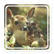 Fawn Stickers