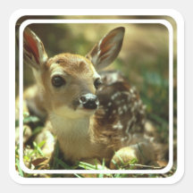 Fawn Stickers