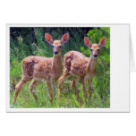 Fawn Twins in the Hawkweed Card