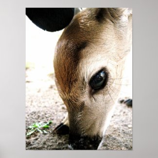 Fawn's Eye print