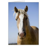 Fayt Greeting Card