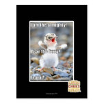 Fear the Fuzzy! postcards