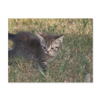 Fearsome Hunter postcards
