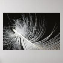 feather-a-2012-05-28 print