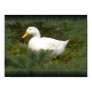 feather duck Poster