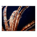 Feather Duster 2 posters