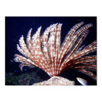 Feather Duster 3 posters by Neurality Feather Duster 3 posters