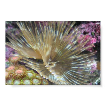 Feather Duster and Orange & Green zoanthids (zoos) posters