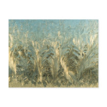 "Feather Frost" Postcard