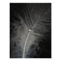 Feather in the Mud