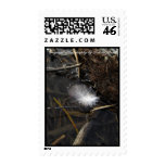 Feather Interrupted Postage Stamps