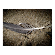 Feather on the Sand posters