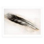 Feather Postcard postcards