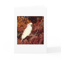 Feathered Family Cockatoo Note Card by Ffamily Feathered Family Cockatoo Note Card