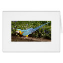 Feathered Family Parrot Rescue cards by Ffamily Feathered Family Parrot Rescue cards