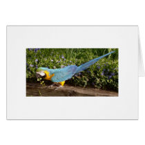 Feathered Family Parrot Rescue cards by Ffamily Feathered Family Parrot Rescue cards