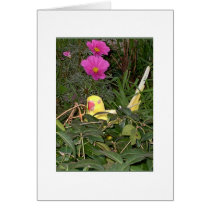 Feathered Family Parrot Rescue cards by Ffamily Feathered Family Parrot Rescue cards