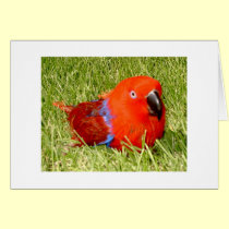 Feathered Family Parrot Rescue cards