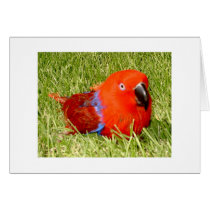 Feathered Family Parrot Rescue cards by Ffamily Feathered Family Parrot Rescue cards