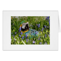 Feathered Family Parrot Rescue cards by Ffamily Feathered Family Parrot Rescue cards