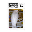 Feathered Family Parrot Rescue postage