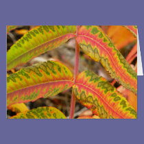 Feathered Leaf cards