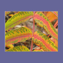 Feathered Leaf postcards