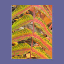Feathered Leaf postcards