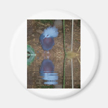 Feathered Reflections Magnet