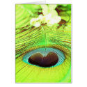 FEATHERS cards by webgrrl FEATHERS cards