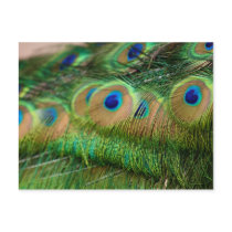 Feathers II postcards by niteangel Feathers II postcards