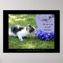 Feathers Life Lessons From A Cat Fine Art Print