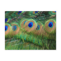 Feathers postcards by niteangel Feathers postcards