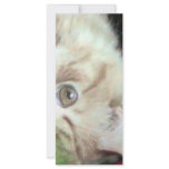 Featherweight Fatty Rack Card Template
