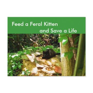 Feed a Feral Kitten Postcard postcard