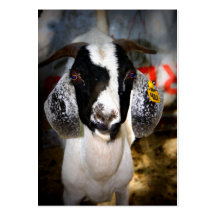 Feed & Tack Business Card