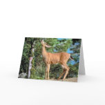 Feeding Deer cards