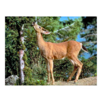 Feeding Deer Print by MuseMagic Feeding Deer Print