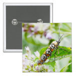 Feeding – Ermine Moth on Agastache Button