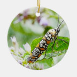 Feeding – Ermine Moth on Agastache Ornament