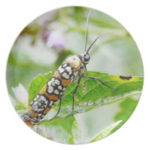 Feeding – Ermine Moth on Agastache Plate
