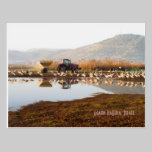 Feeding Migratory Birds in Israel Postcard postcards