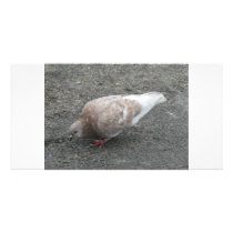 Feeding Pigeon photo cards by A_Phoenix Feeding Pigeon photo cards