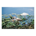 Feeding time posters