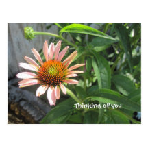 Feel Better Pink Daisy Postcards