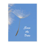 Feel free - Flying Dandelion seed Post Cards